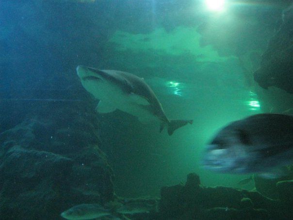 Sand Tiger Shark